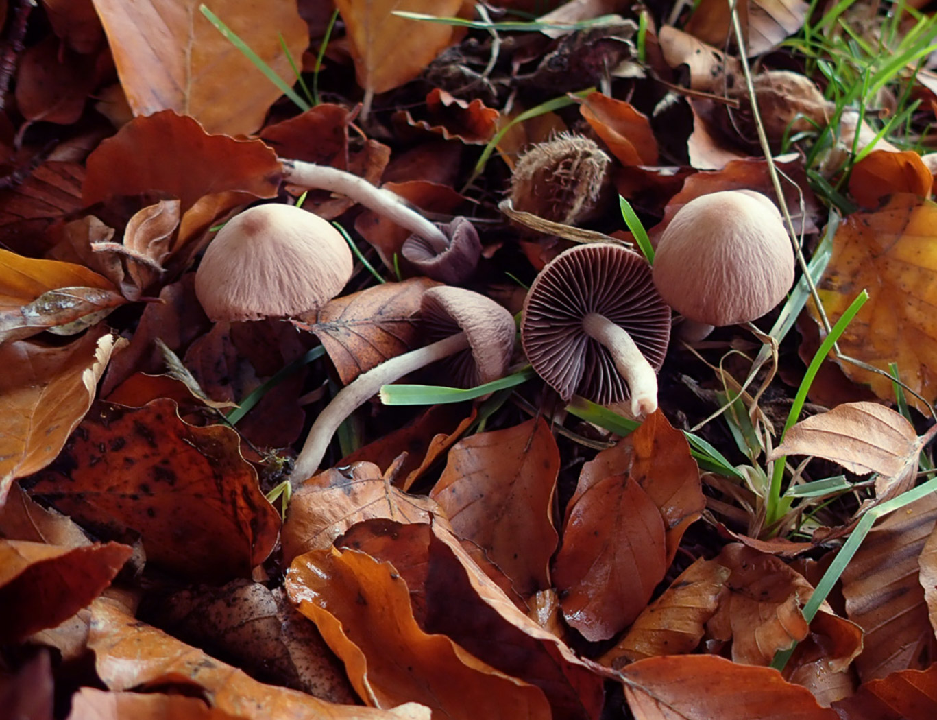 Photo © Penny Cullington Psathyrella bipellis by Penny Cullington